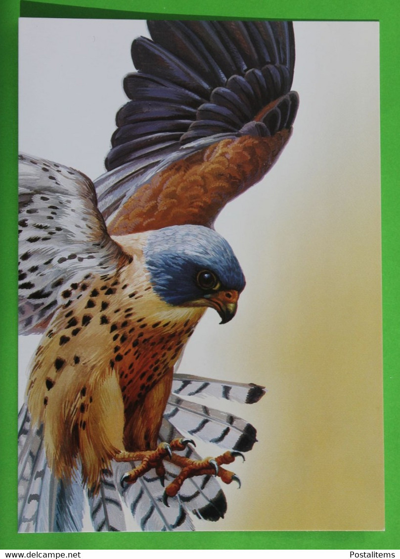 17364 Ukraine. Falco Naumanni - Birds
