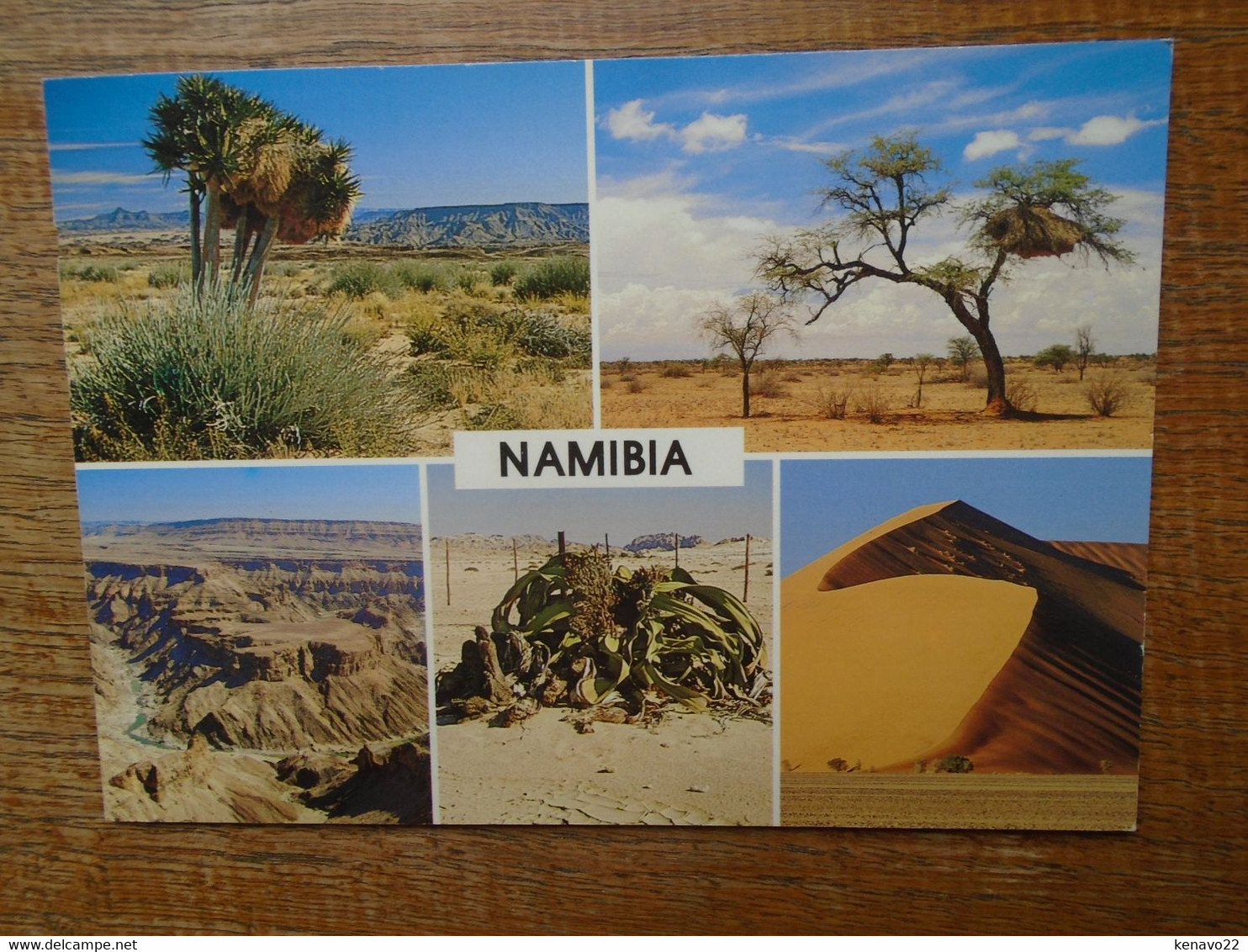 Namibia , Multi-vues "" Beau Timbre Leopard "" - Namibia