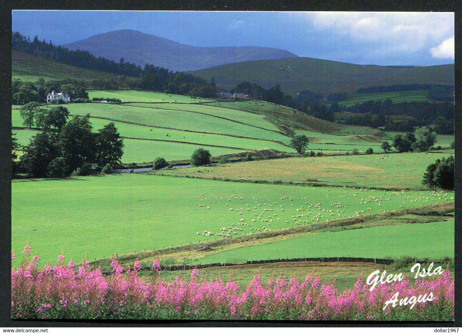 Glen Isla Angus   - NOT  Used   ,2 Scans For Condition. (Originalscan !! ) - Angus