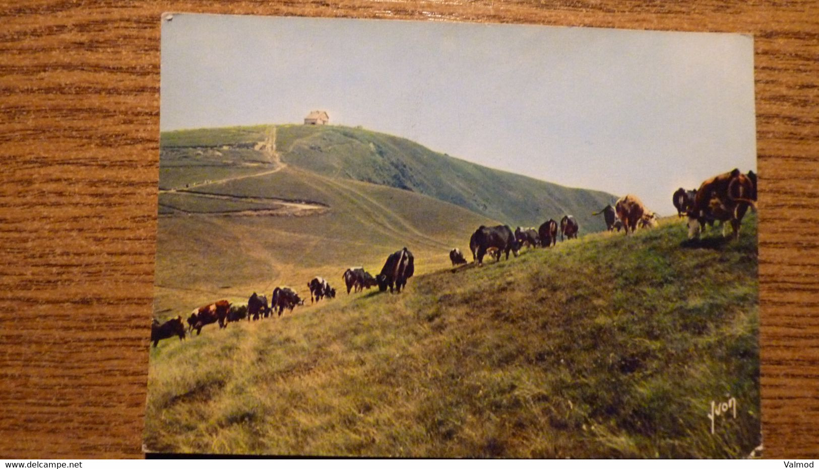 CP Le Hohneck Et Ses Alpages - Point Culminant Des Vosges (1361 M),  Berceau Du Münster, Alsace, Troupeau De Vaches. - Andere & Zonder Classificatie