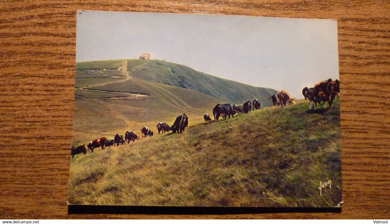 CP Le Hohneck Et Ses Alpages - Point Culminant Des Vosges (1361 M),  Berceau Du Münster, Alsace, Troupeau De Vaches. - Andere & Zonder Classificatie