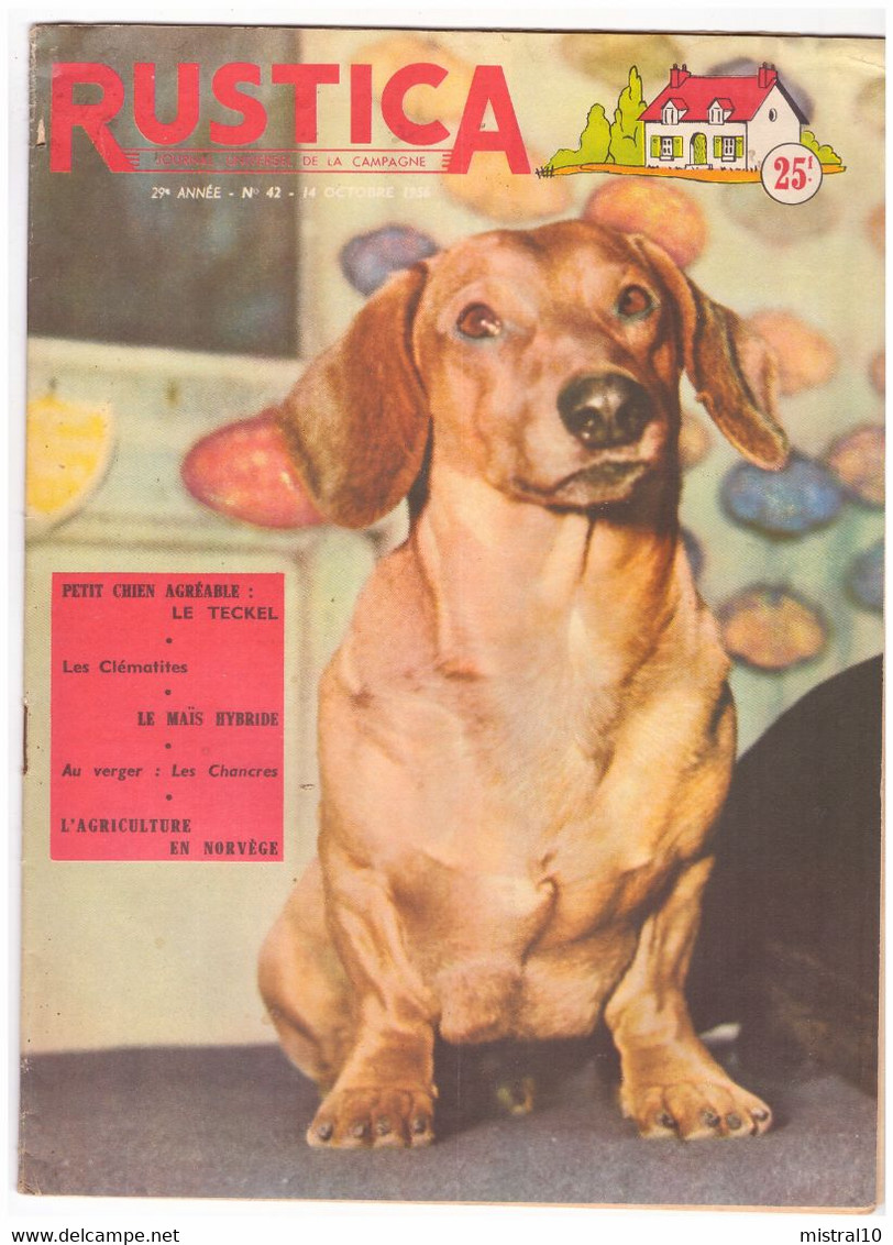 RUSTICA. 1956. N°42. Petit Chien Agréable. Le Teckel - Jardinage