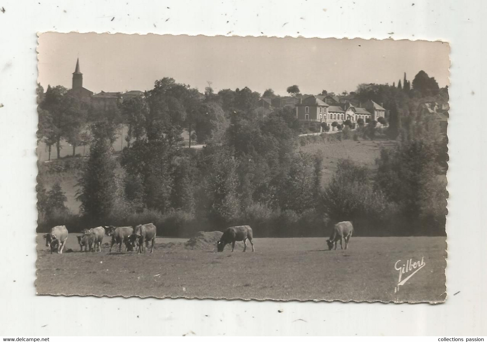 JC , G , Cp , 16 , SAINT MAURICE DES LIONS ,vue Générale , Vaches ,écrite 1955 - Other & Unclassified