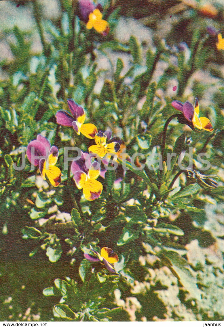 Wild Pansy - Viola Tricolor - Medicinal Plants - 1981 - Russia USSR - Unused - Geneeskrachtige Planten