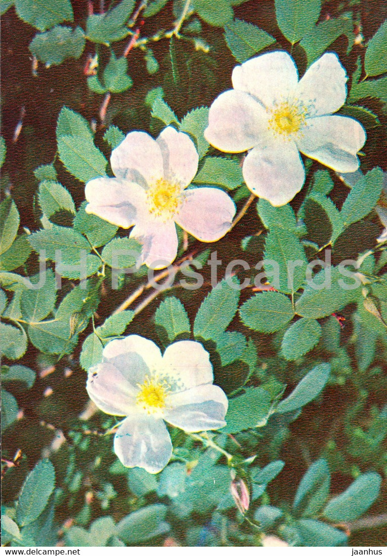 Cinnamon Rose - Rosa Majalis - Medicinal Plants - 1981 - Russia USSR - Unused - Plantes Médicinales