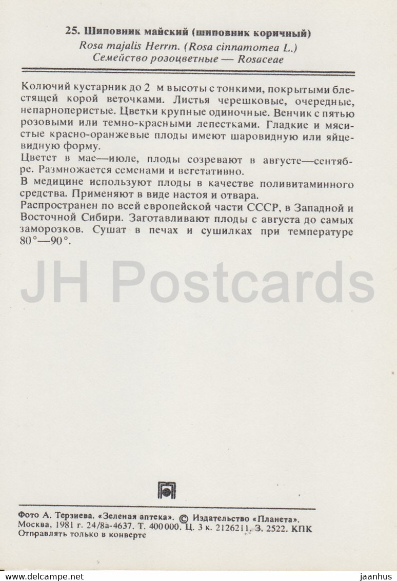 Cinnamon Rose - Rosa Majalis - Medicinal Plants - 1981 - Russia USSR - Unused - Medicinal Plants