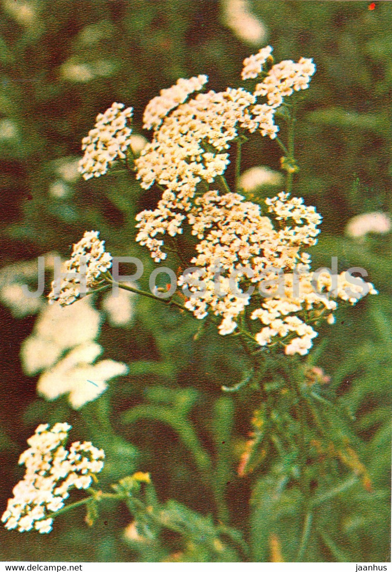 Yarrow - Achillea Millefolium - Medicinal Plants - 1981 - Russia USSR - Unused - Geneeskrachtige Planten
