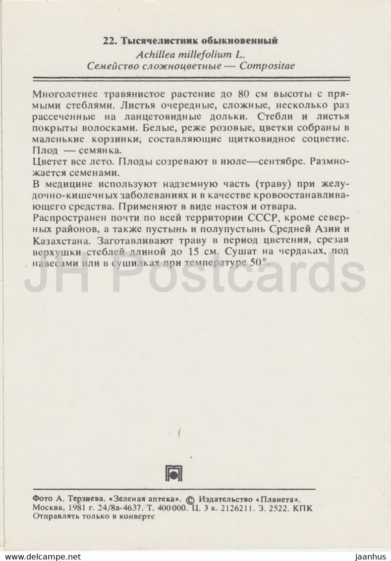 Yarrow - Achillea Millefolium - Medicinal Plants - 1981 - Russia USSR - Unused - Geneeskrachtige Planten