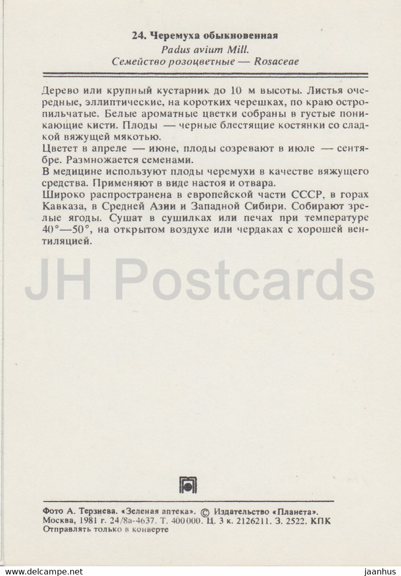 Bird Cherry - Prunus Padus - Medicinal Plants - 1981 - Russia USSR - Unused - Geneeskrachtige Planten