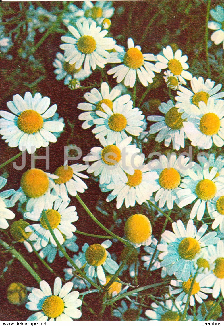 German Chamomile - Matricaria Chamomilla - Medicinal Plants - 1981 - Russia USSR - Unused - Geneeskrachtige Planten