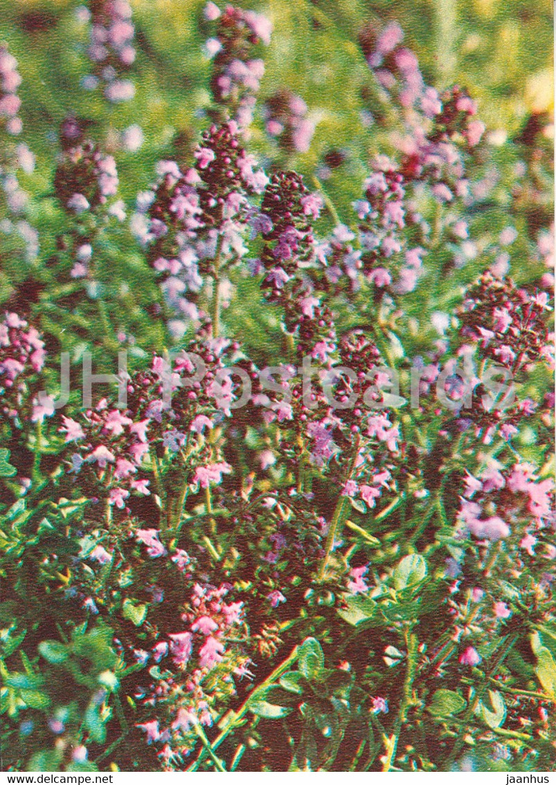 Breckland Thyme - Breckland Thyme - Medicinal Plants - 1981 - Russia USSR - Unused - Plantes Médicinales