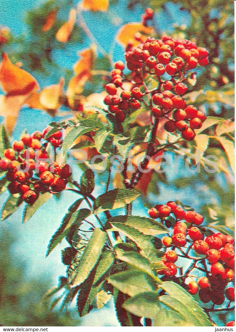 Rowan - Sorbus Aucuparia - Medicinal Plants - 1981 - Russia USSR - Unused - Geneeskrachtige Planten