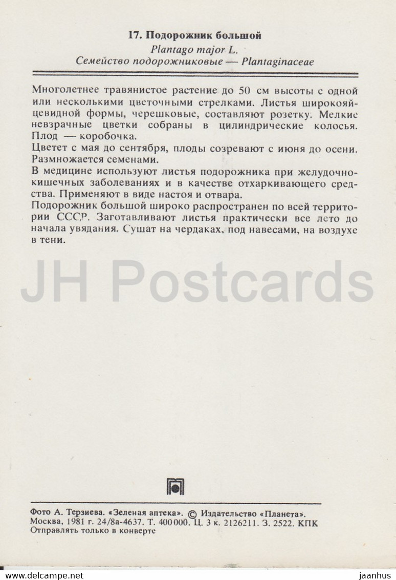 Broadleaf Plantain - Plantago Major - Medicinal Plants - 1981 - Russia USSR - Unused - Plantes Médicinales