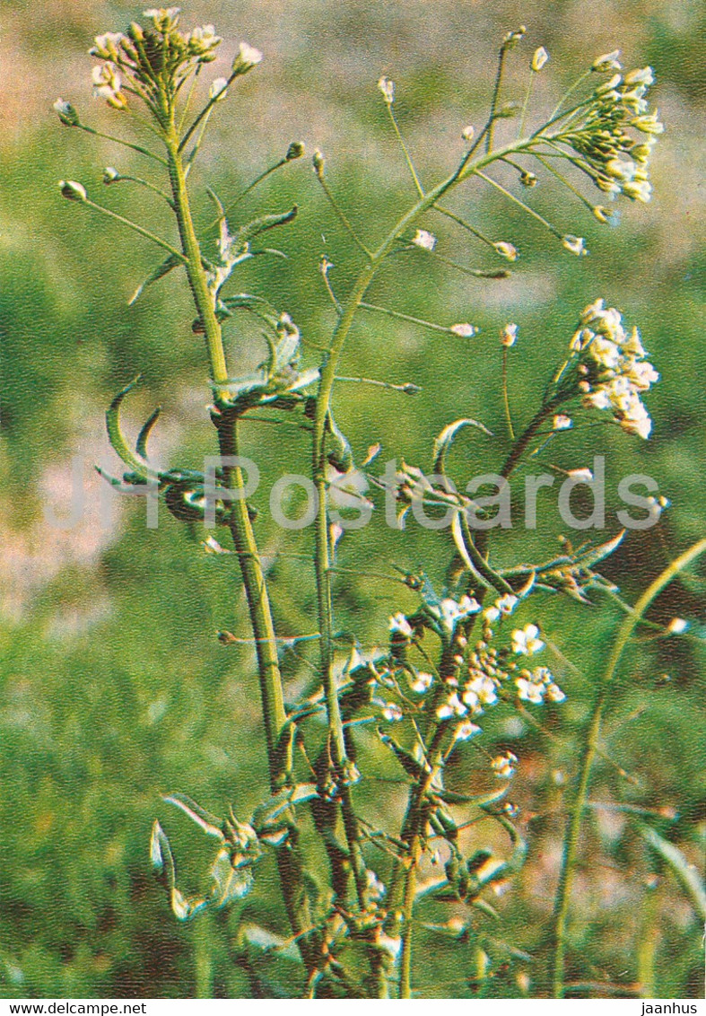 Shepherd's Purse - Capsella Bursa-pastoris - Medicinal Plants - 1981 - Russia USSR - Unused - Geneeskrachtige Planten