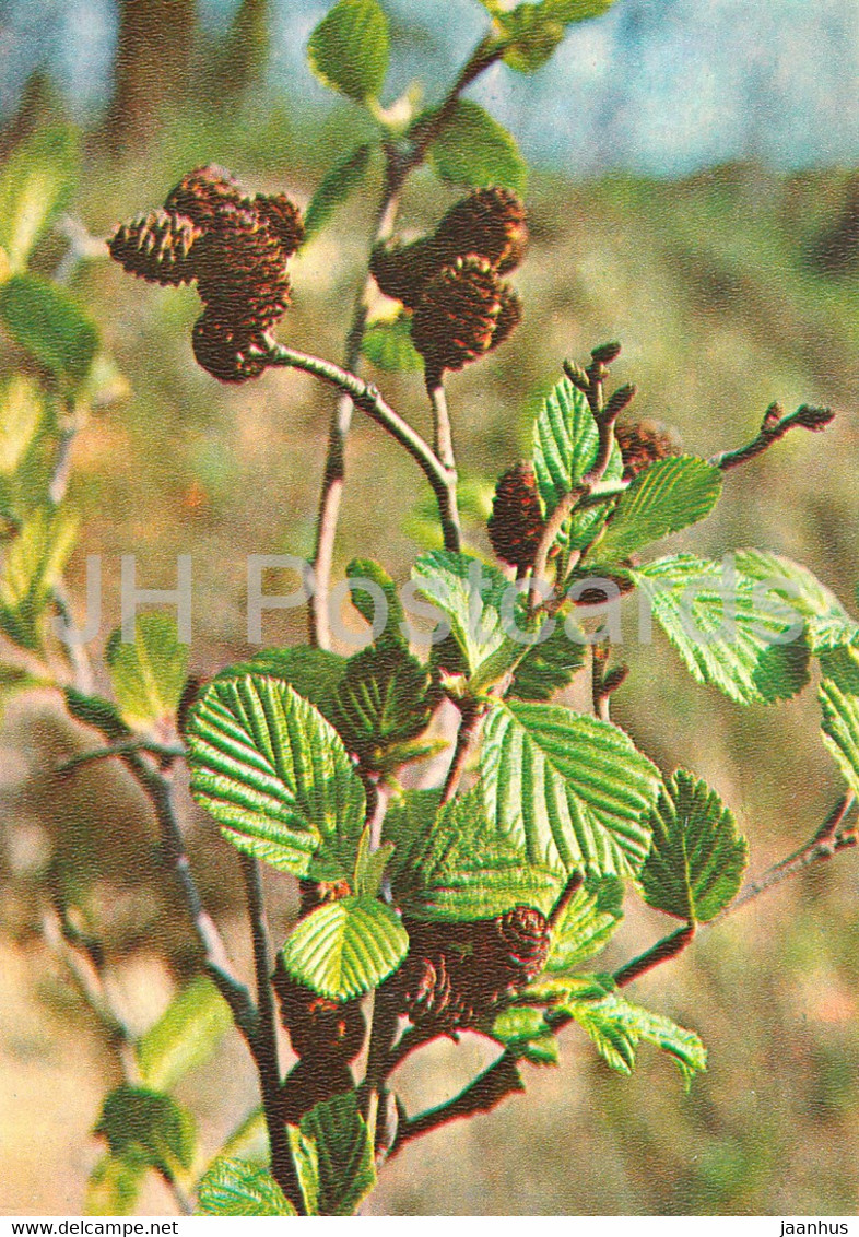 Grey Alder - Alnus Incana - Medicinal Plants - 1981 - Russia USSR - Unused - Plantes Médicinales