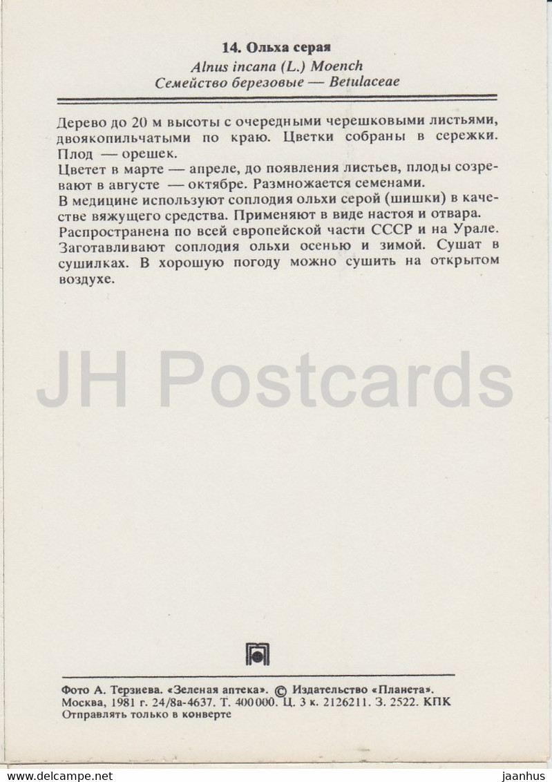 Grey Alder - Alnus Incana - Medicinal Plants - 1981 - Russia USSR - Unused - Geneeskrachtige Planten