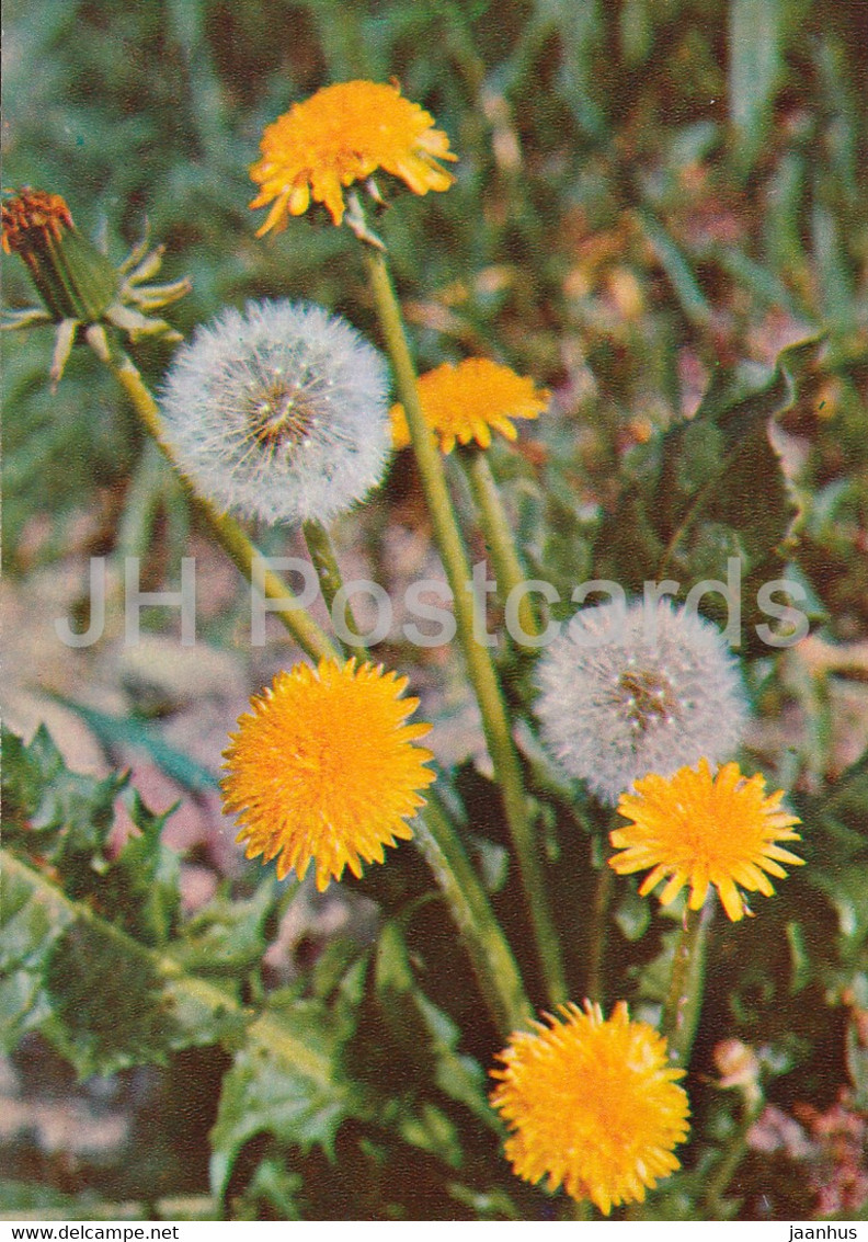 Common Dandelion - Taraxacum Officinale - Medicinal Plants - 1981 - Russia USSR - Unused - Geneeskrachtige Planten