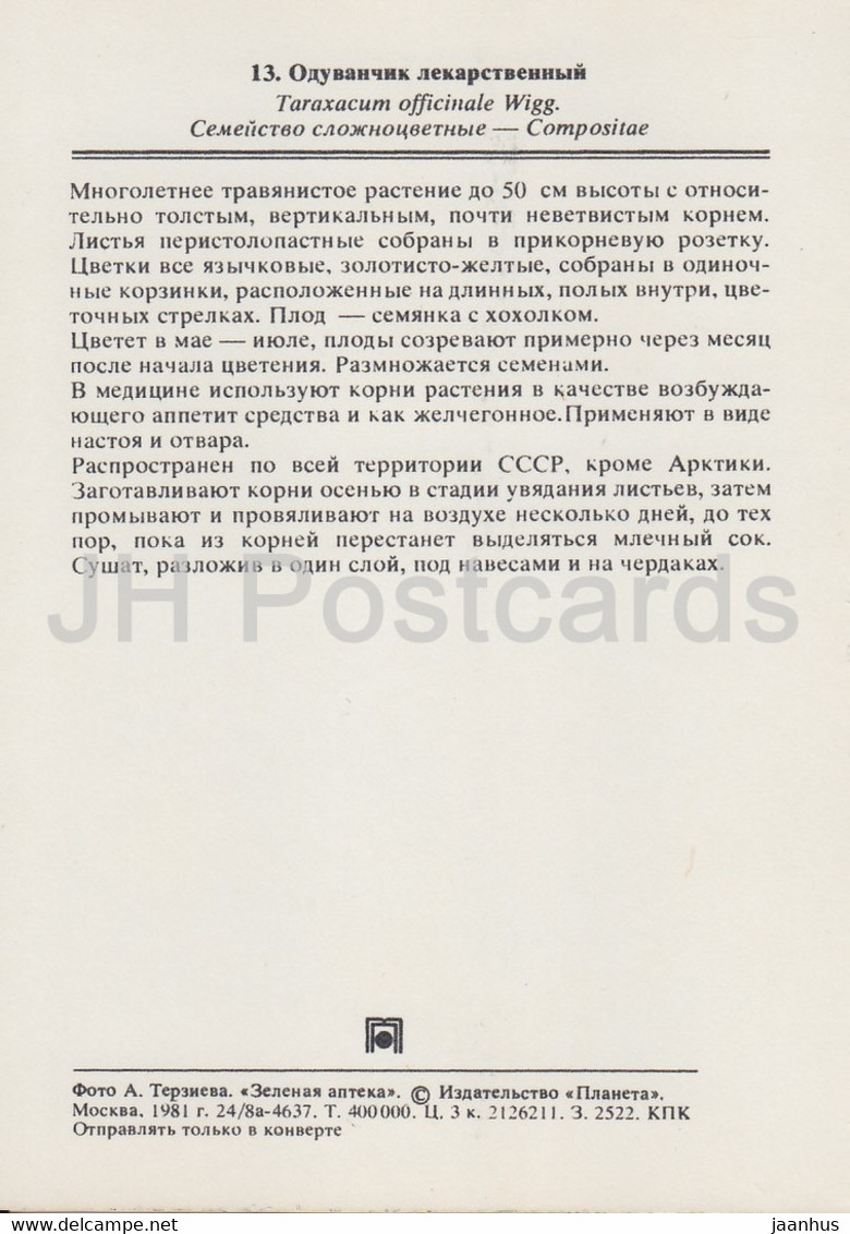 Common Dandelion - Taraxacum Officinale - Medicinal Plants - 1981 - Russia USSR - Unused - Plantes Médicinales