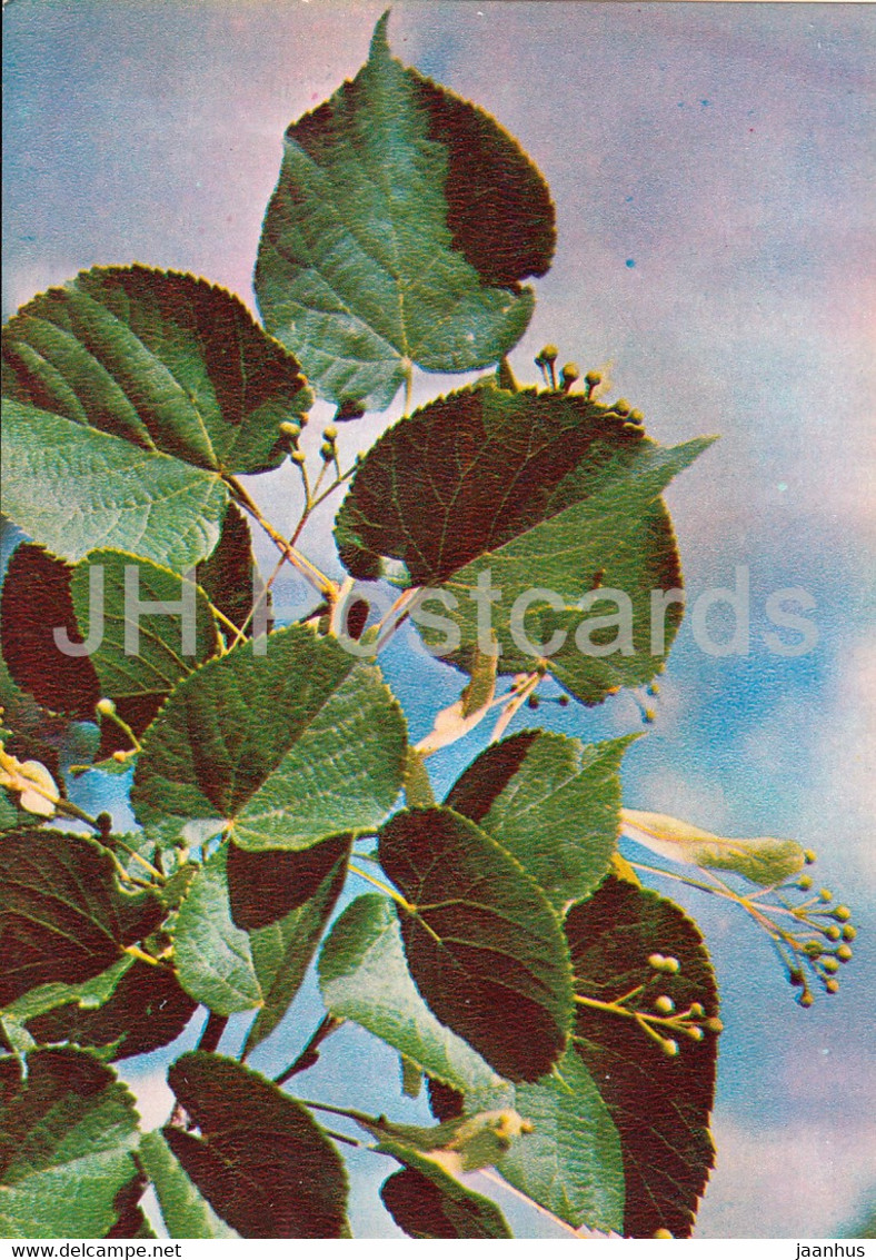 Littleleaf Linden - Tilia Cordata - Medicinal Plants - 1981 - Russia USSR - Unused - Geneeskrachtige Planten