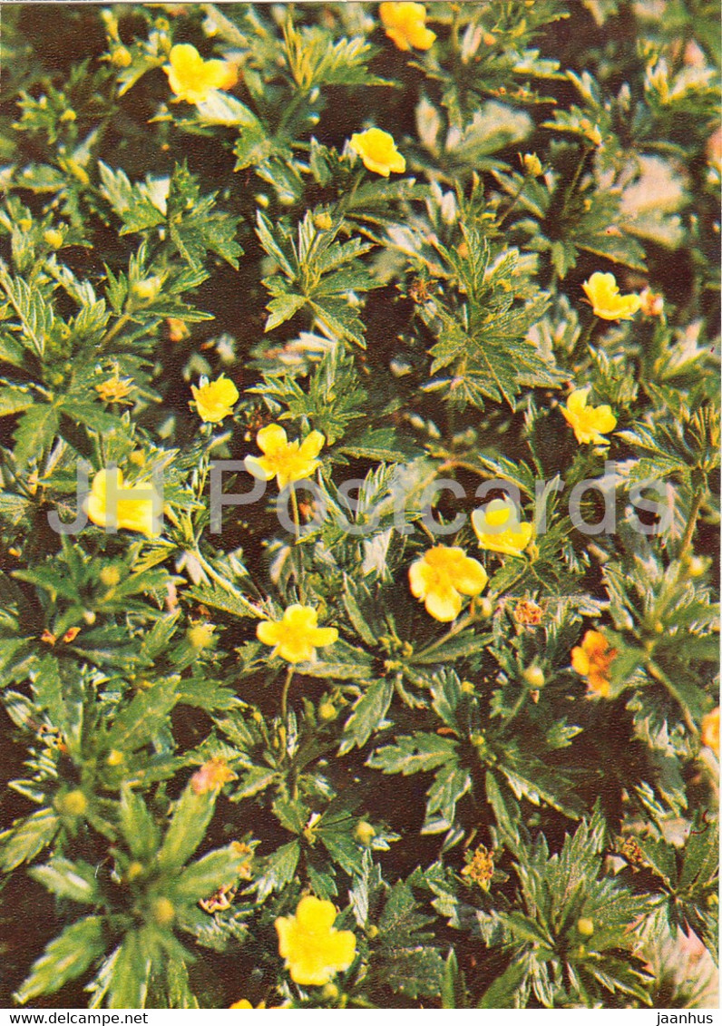 Tormentil - Potentilla Erecta - Medicinal Plants - 1981 - Russia USSR - Unused - Geneeskrachtige Planten