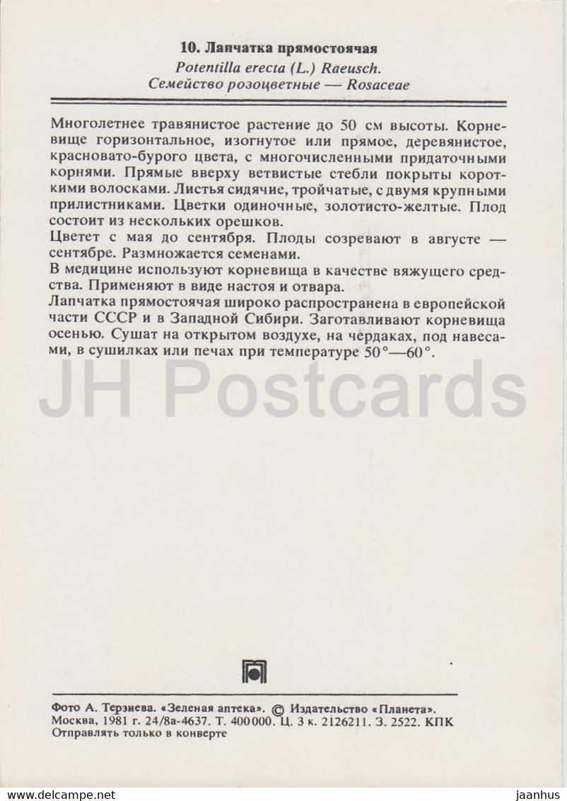 Tormentil - Potentilla Erecta - Medicinal Plants - 1981 - Russia USSR - Unused - Plantes Médicinales