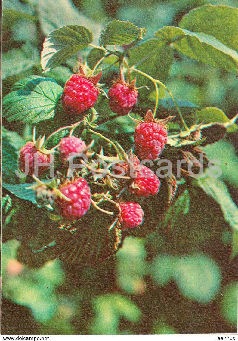 Red Raspberry - Rubus Idaeus - Medicinal Plants - 1981 - Russia USSR - Unused - Medicinal Plants