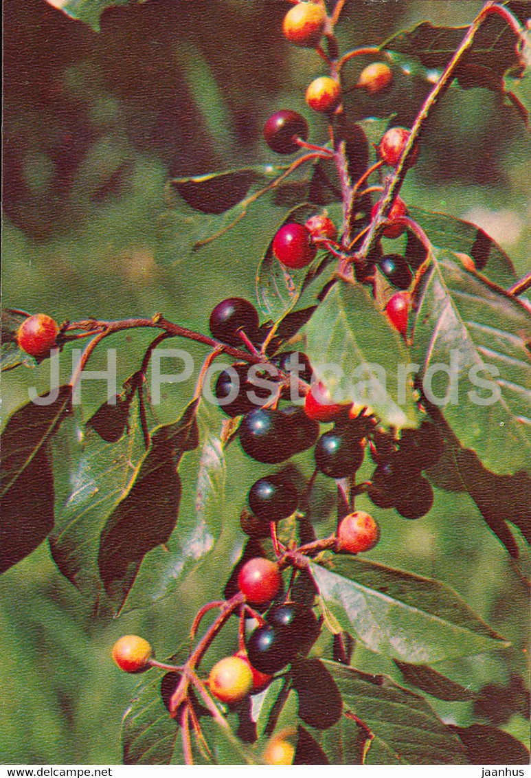 Buckthorn - Rhamnus Cathartica - Medicinal Plants - 1981 - Russia USSR - Unused - Plantes Médicinales