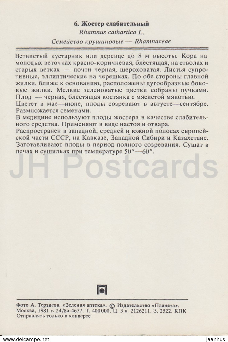 Buckthorn - Rhamnus Cathartica - Medicinal Plants - 1981 - Russia USSR - Unused - Geneeskrachtige Planten