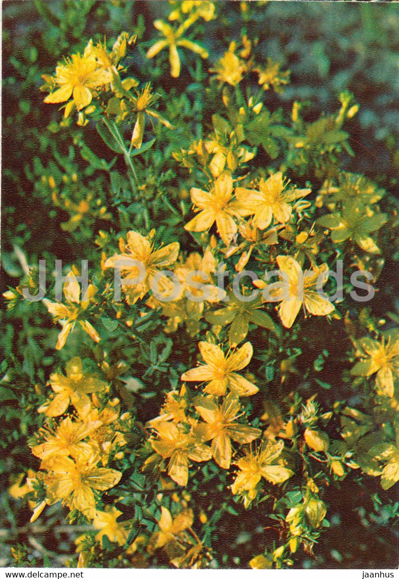 Perforate St John's-wort - Hypericum Perforatum - Medicinal Plants - 1981 - Russia USSR - Unused - Geneeskrachtige Planten