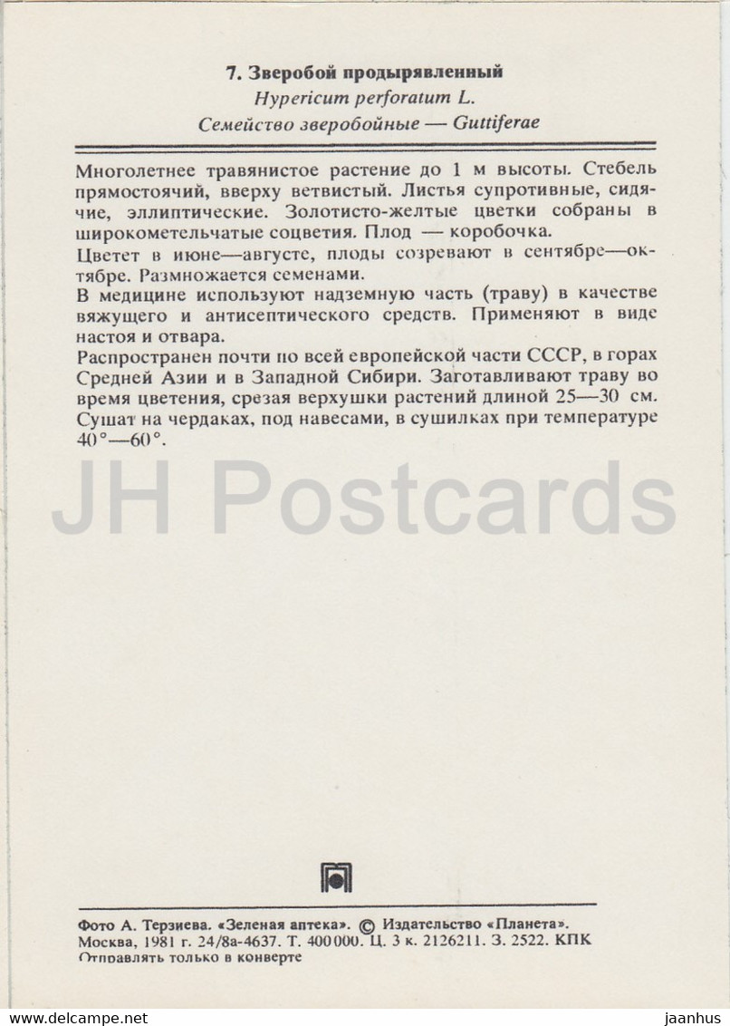 Perforate St John's-wort - Hypericum Perforatum - Medicinal Plants - 1981 - Russia USSR - Unused - Plantes Médicinales