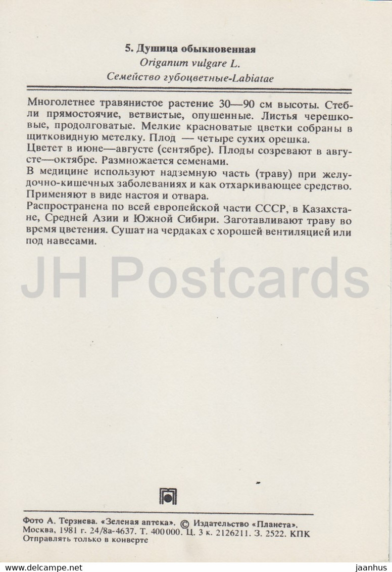 Oregano - Origanum Vulgare - Medicinal Plants - 1981 - Russia USSR - Unused - Geneeskrachtige Planten