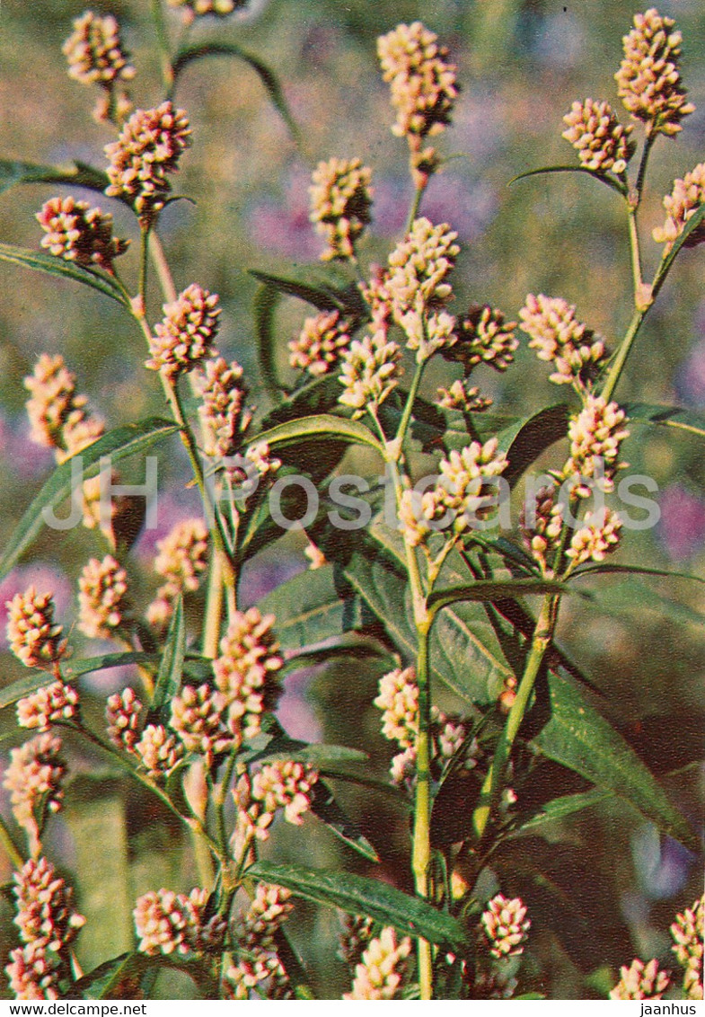 Water Pepper - Persicaria Hydropiper - Medicinal Plants - 1981 - Russia USSR - Unused - Plantes Médicinales