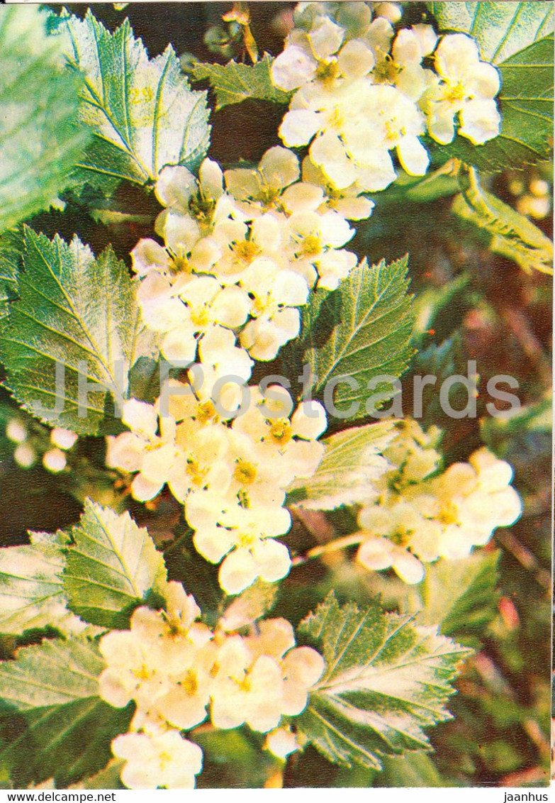 Siberian Hawthorn - Crataegus Sanguinea - Medicinal Plants - 1981 - Russia USSR - Unused - Geneeskrachtige Planten