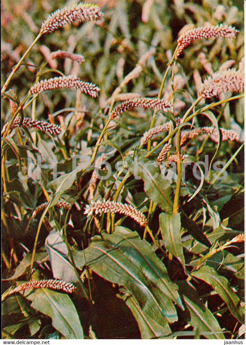 Common Bistort - Bistorta Officinalis - Medicinal Plants - 1981 - Russia USSR - Unused - Geneeskrachtige Planten