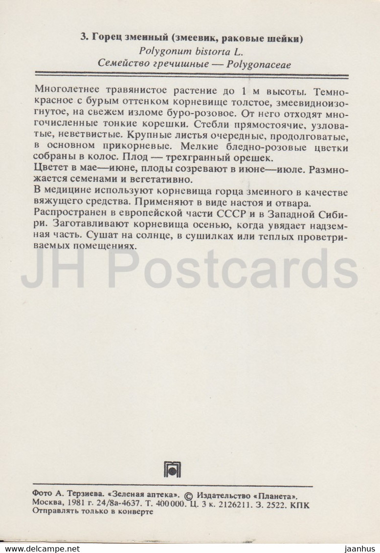 Common Bistort - Bistorta Officinalis - Medicinal Plants - 1981 - Russia USSR - Unused - Plantes Médicinales