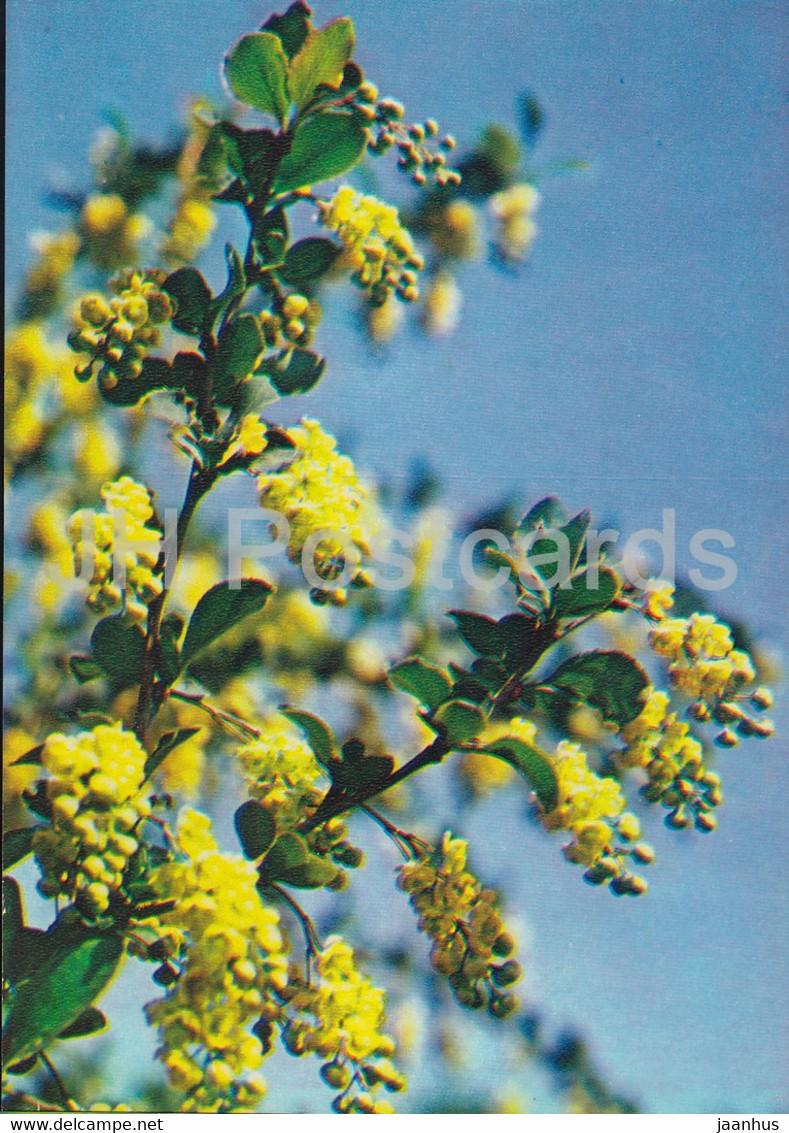 Barberry - Berberis Vulgaris - Medicinal Plants - 1983 - Russia USSR - Unused - Geneeskrachtige Planten