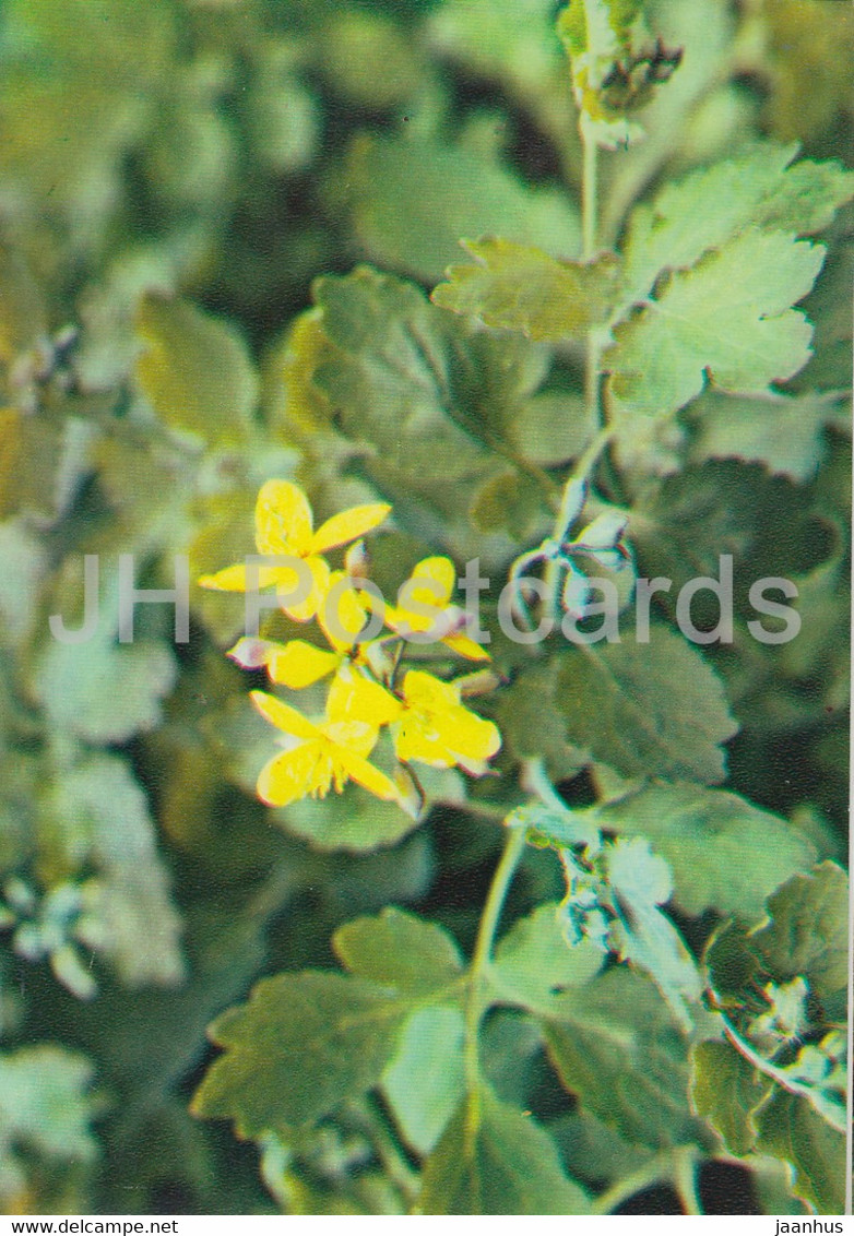 Greater Celandine - Chelidonium Majus - Medicinal Plants - 1983 - Russia USSR - Unused - Medicinal Plants