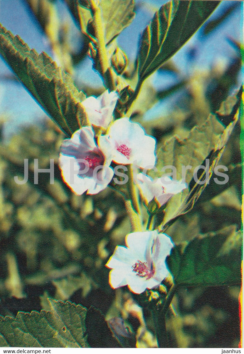 Marsh Mallow - Althaea Officinalis - Medicinal Plants - 1983 - Russia USSR - Unused - Plantes Médicinales