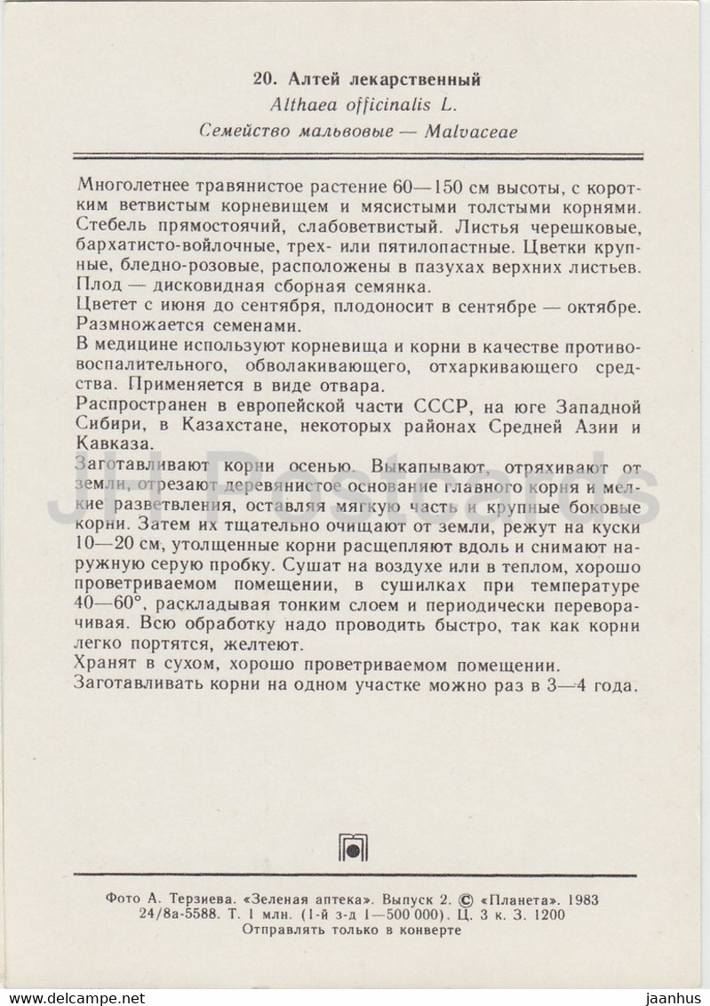 Marsh Mallow - Althaea Officinalis - Medicinal Plants - 1983 - Russia USSR - Unused - Geneeskrachtige Planten