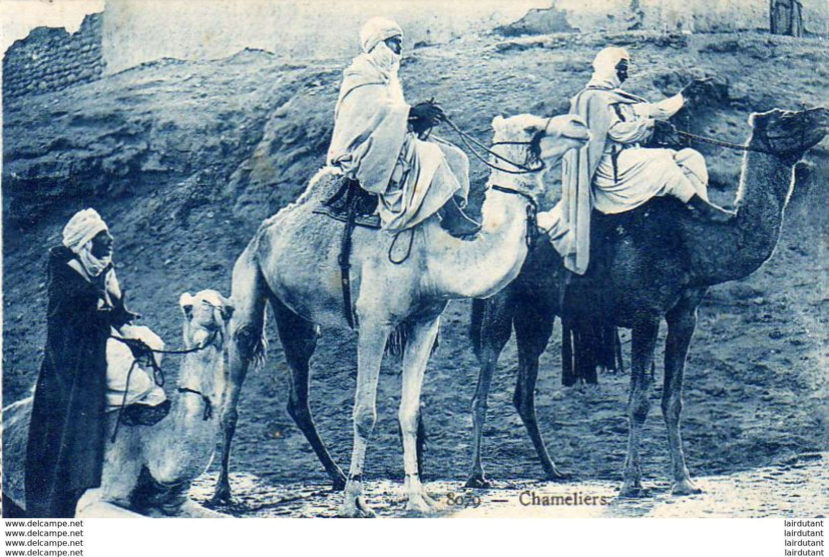 ALGERIE  SCENES ET TYPES  Chameliers  ..... ( Ref FA1661 ) - Scene & Tipi