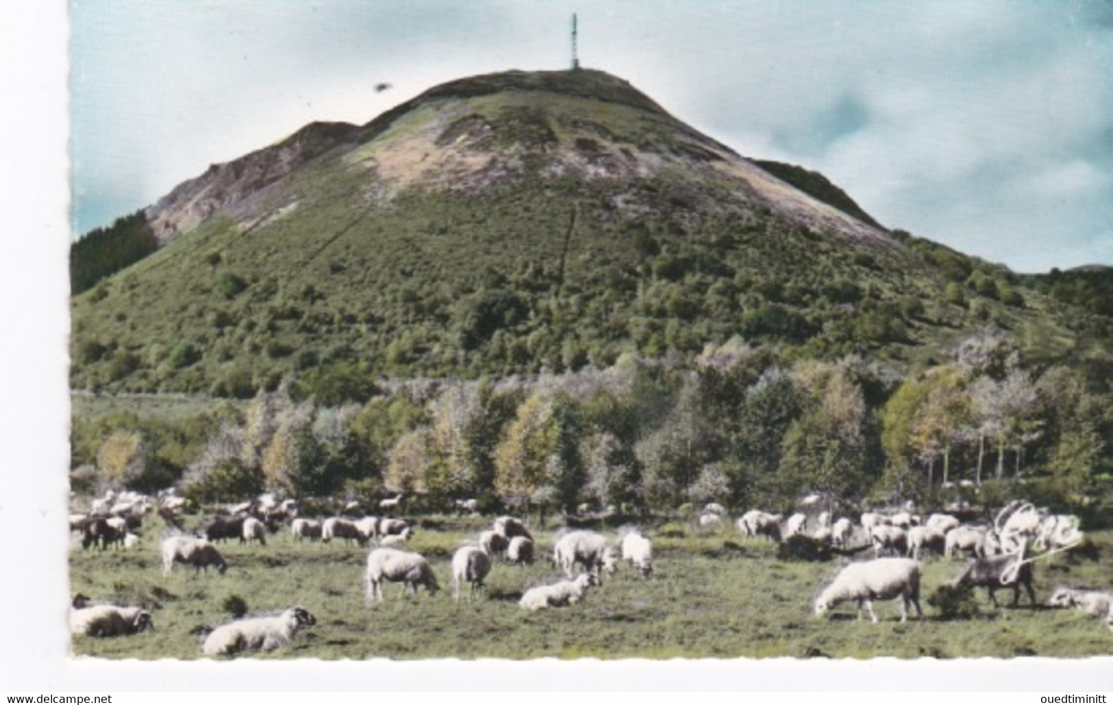 Cpsm PF Dentelée Pâturages De Moutons Au Puy De Dôme - Elevage