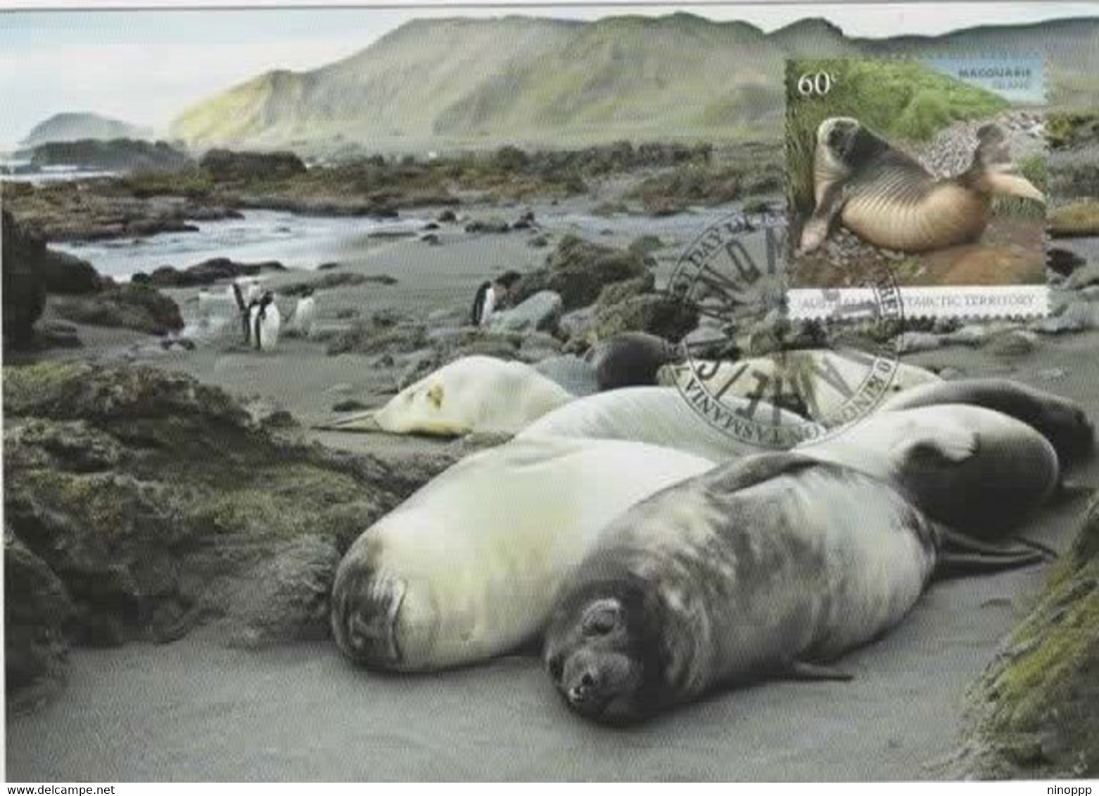 Australian Antarctic Territory 2010 Macquarie Island,Southern Elephant Seal,maximum Card - Maximumkaarten