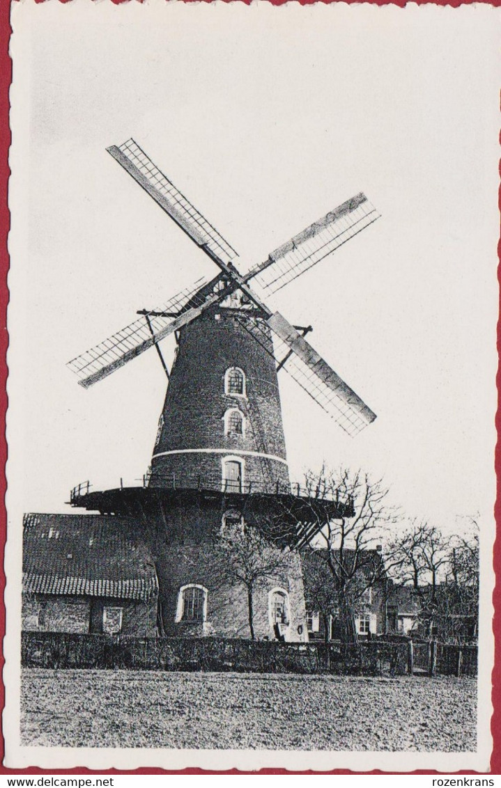 Sint-Pauwels Windmolen Roomanmolen St. Sint Gillis Waas Waasland Moulin A Vent Windmill (In Zeer Goede Staat) - Sint-Gillis-Waas