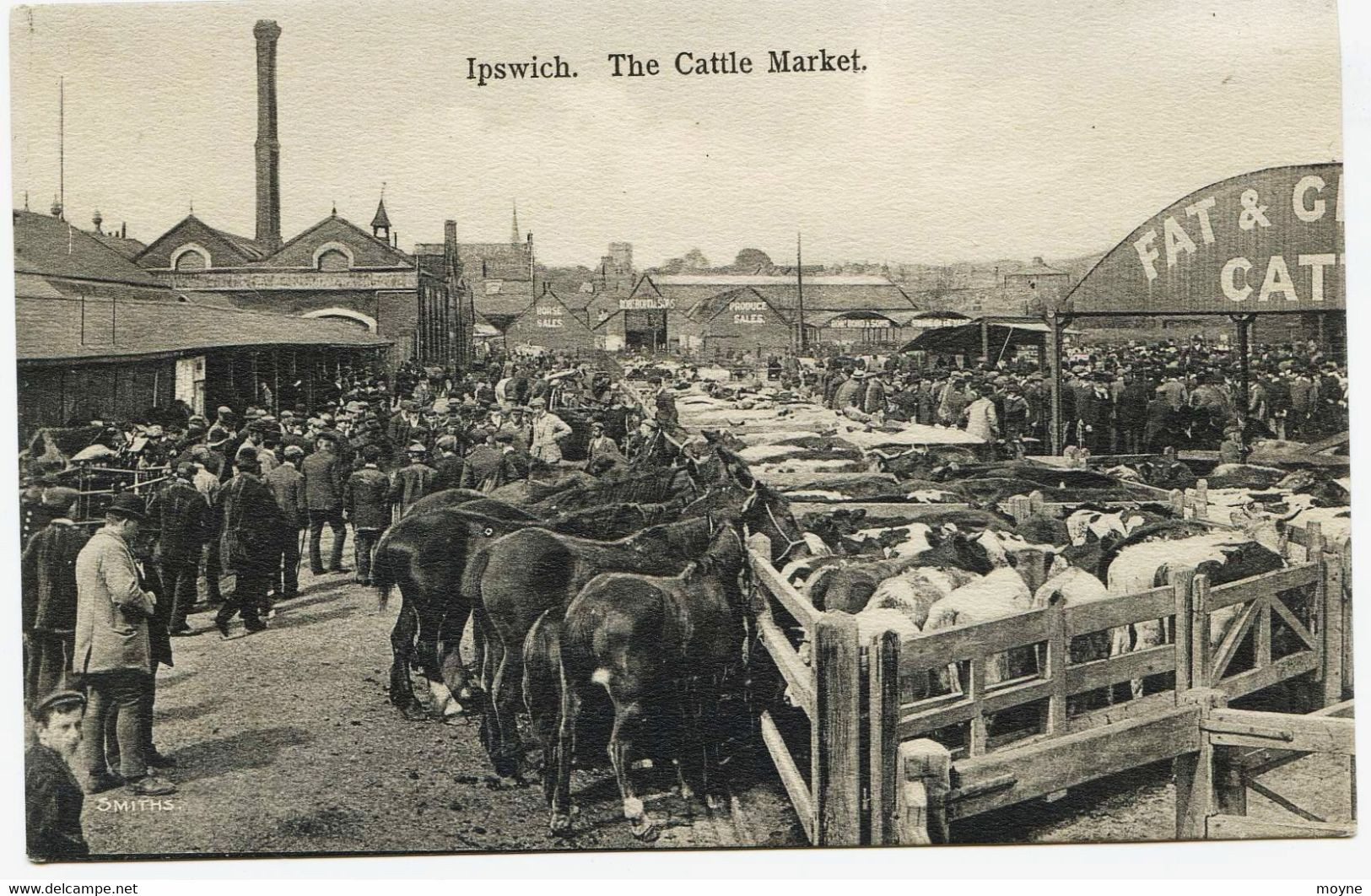 8987 - Royaume Uni -  IPSWICH ( Soffolk) - THE CATTLE MARKET -Chevaux , Boeufs , Personnages,  Photog. SMITHS Vers 1908 - Ipswich