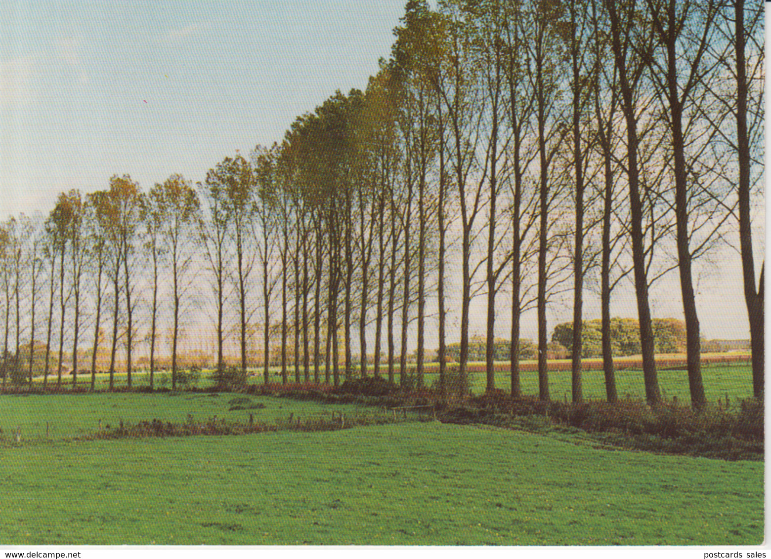 Am Niederrhein Pappellandschaft Foto Edition Karla Lensing Moers Unused Ask Verso - Mörs