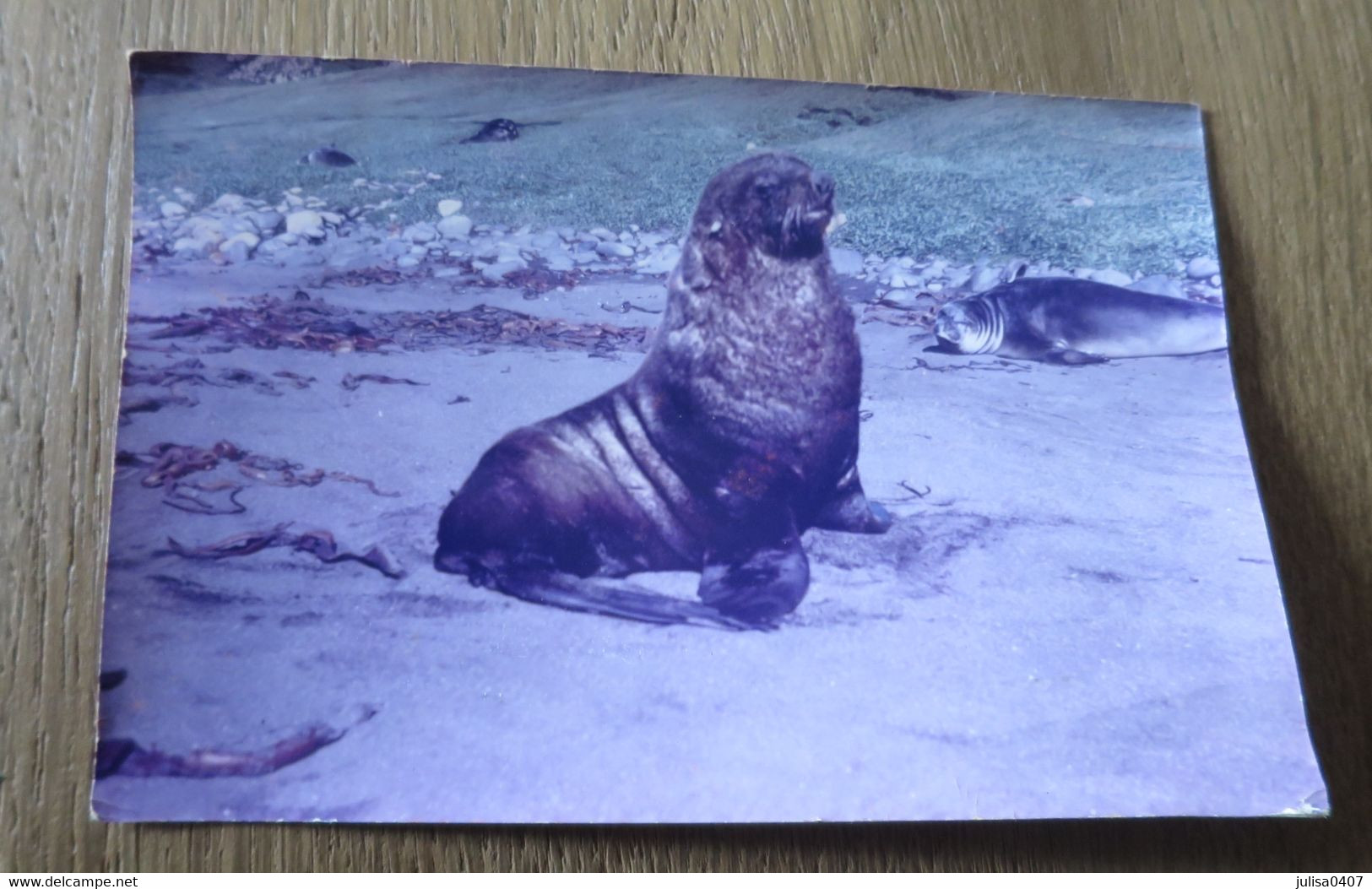 ARCHIPEL CROZET (Terre Australes) Cpsm Otarie Male Circulée Timbrée 1972 - TAAF : Terres Australes Antarctiques Françaises