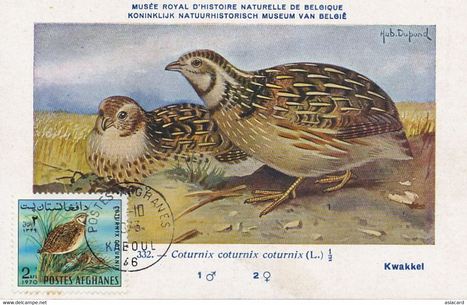 Maximum Card Same Stamp As The Picture 1973 Kaboul Coturnix Perdrix Ill. Hubert Dupond - Afganistán