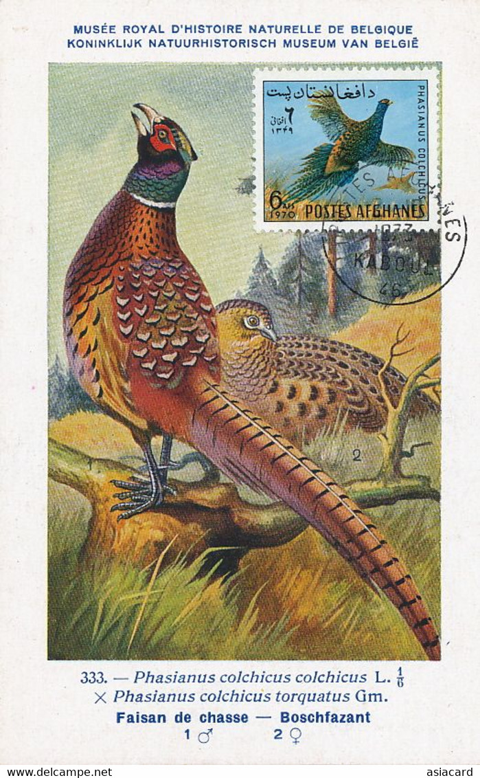 Maximum Card Same Stamp As The Picture 1973 Kaboul Faisan Chassse Pheasant Hubert Dupond - Afganistán