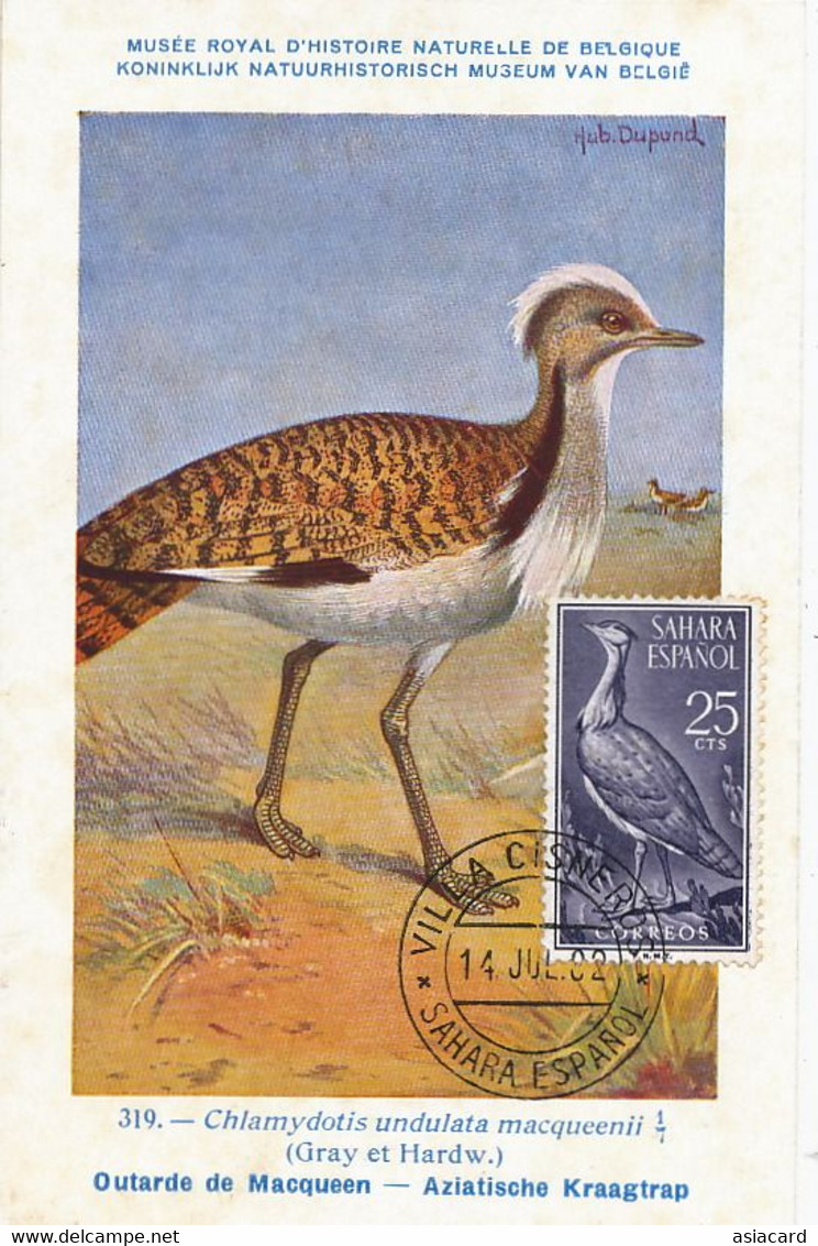 Maximum Card Same Stamp As The Picture 1962 Sahara Espagnol  Outarde Ill. Hubert Dupond - Westsahara