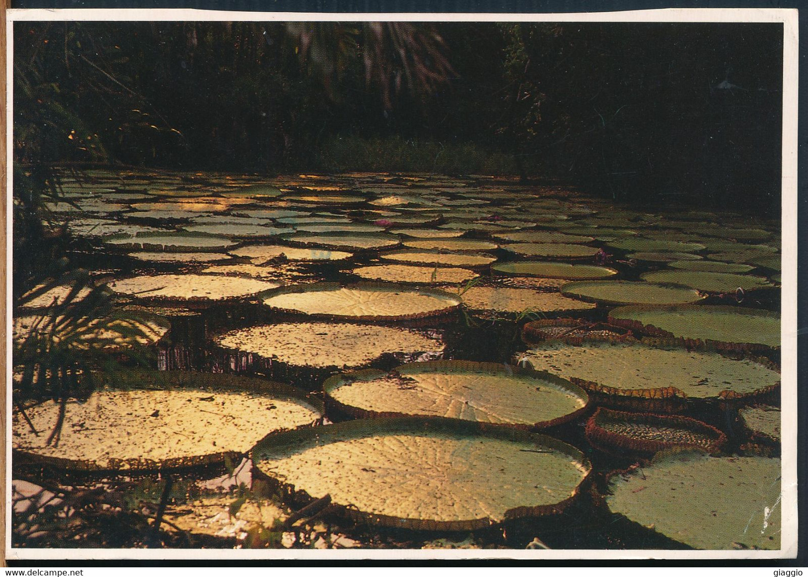 °°° 25170 - BRASIL - VICTORIA AMAZONICA - 1993 With Stamps °°° - Manaus